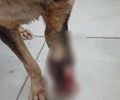 Duas mulheres são indiciadas por maus-tratos após morte de cão em Maceió