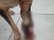Duas mulheres são indiciadas por maus-tratos após morte de cão em Maceió