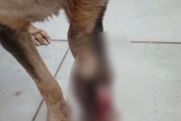 Duas mulheres são indiciadas por maus-tratos após morte de cão em Maceió