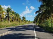 Após atropelar cachorro, motorista capota carro e colide em poste na AL-101