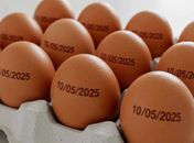 Brasil tem recorde na produção de ovos, abate de bovinos, frango e porco