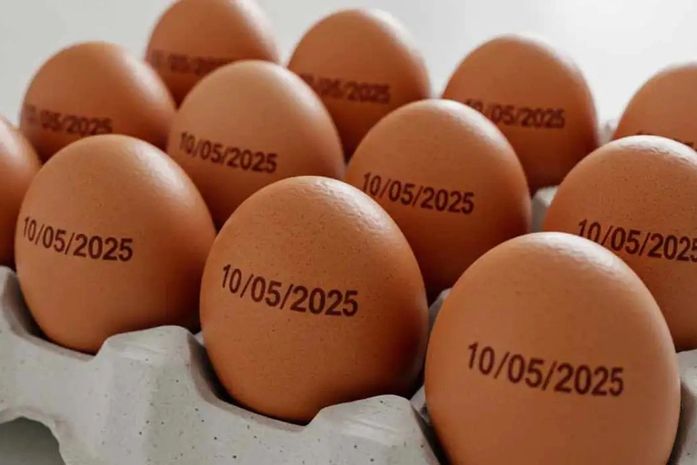 Brasil tem recorde na produção de ovos, abate de bovinos, frango e porco