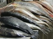 Pescado