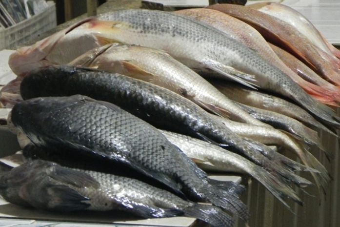 Pescado