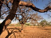 Governo Federal reconhece situação de emergência em três municípios alagoanos

