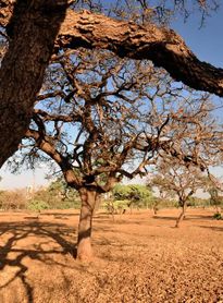 Governo Federal reconhece situação de emergência em três municípios alagoanos