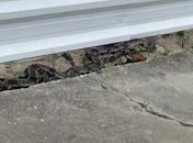 Cobra de grande porte é resgatada pela PM em via pública, em Jacarecica