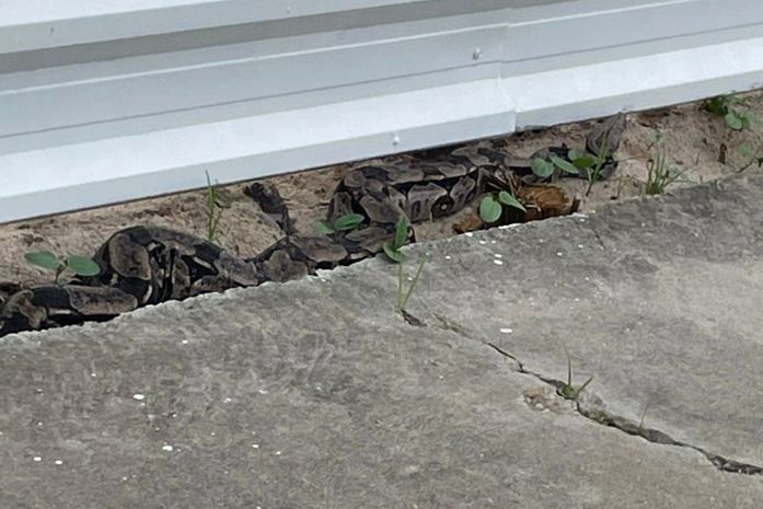 Cobra de grande porte é resgatada pela PM em via pública, em Jacarecica