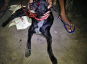 Cão foi baleado
