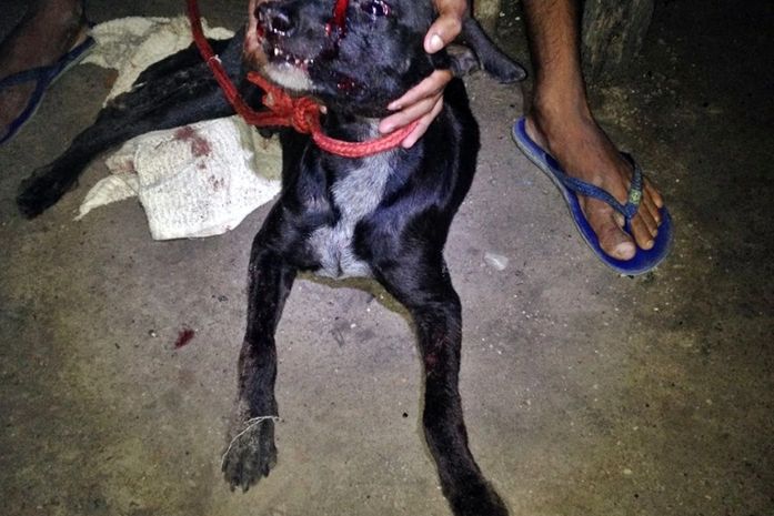 Cão foi baleado