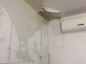 Central de Polícia Arapiraca 