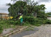 Prefeitura de Maceió orienta como solicitar poda de árvore de forma gratuita
