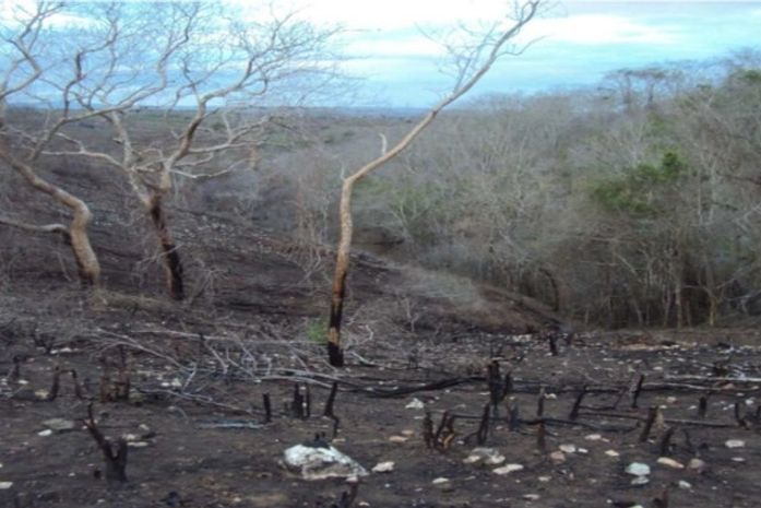 Herdeiros de imóvel rural são acionados pelo MPF por degradação em terra indígena de AL