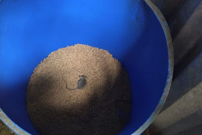 Vigilância Sanitária notifica haras após encontrar rato em tambor de ração