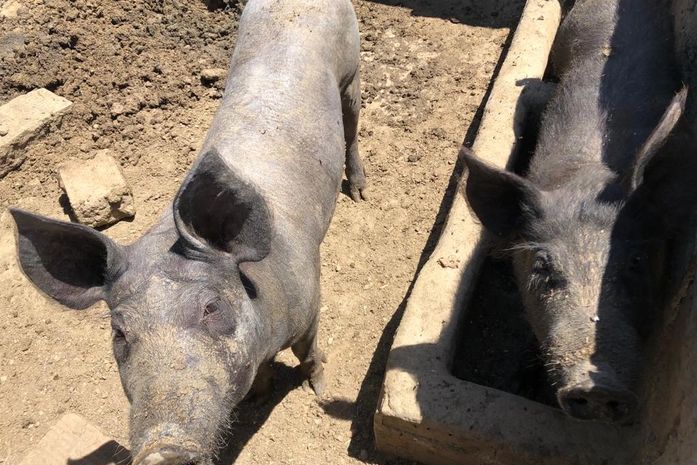 Adeal libera trânsito de suínos em Alagoas oriundos de estados livres da PSC