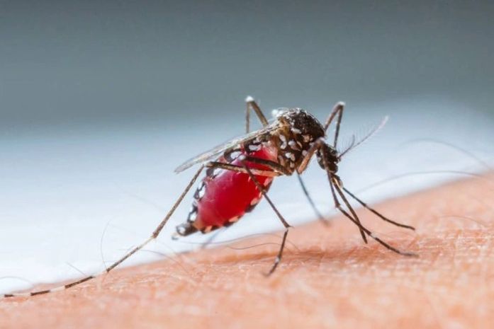 Secretaria de Saúde desenvolve ações em parceria com municípios para combater Aedes aegypti