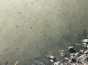 Peixes são encontrados mortos na lagoa Manguaba em Marechal Deodoro