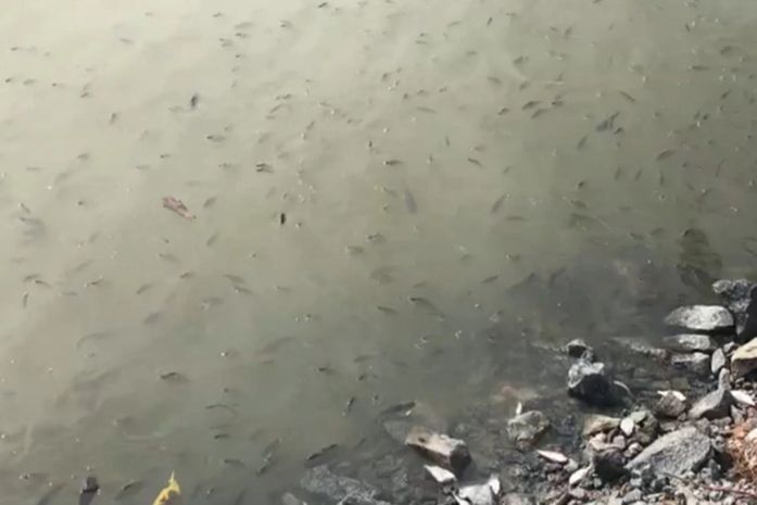 Peixes são encontrados mortos na lagoa Manguaba em Marechal Deodoro