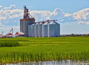 Produção Agropecuária deve superar a de 2020