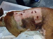 Cão bull terrier que atacou gato é apreendido e passa por tratamento veterinário