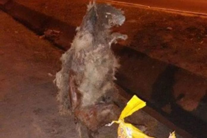 Cão pendurado em árvore