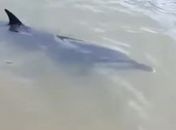Golfinho foi encontrado em praia de Coruripe