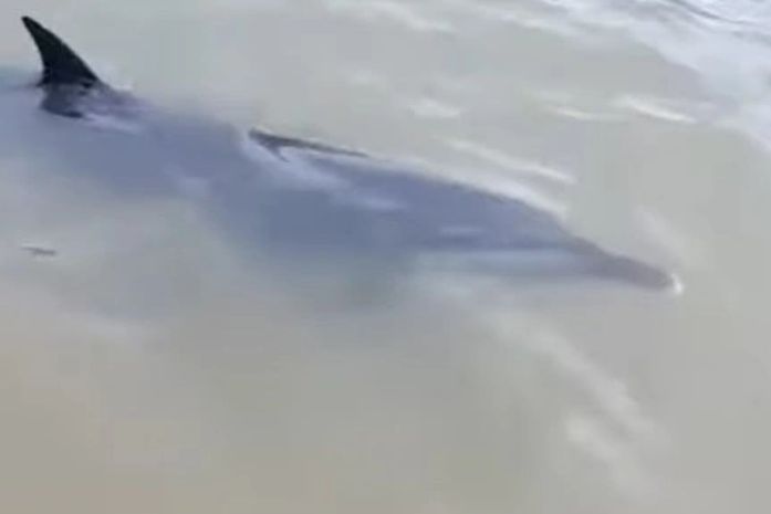 Golfinho foi encontrado em praia de Coruripe