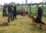 Tropa do Canil da Polícia Militar passa por estágio de nivelamento operacional