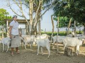 Criação de cabras em Limoeiro de Anadia é considerada modelo em Alagoas