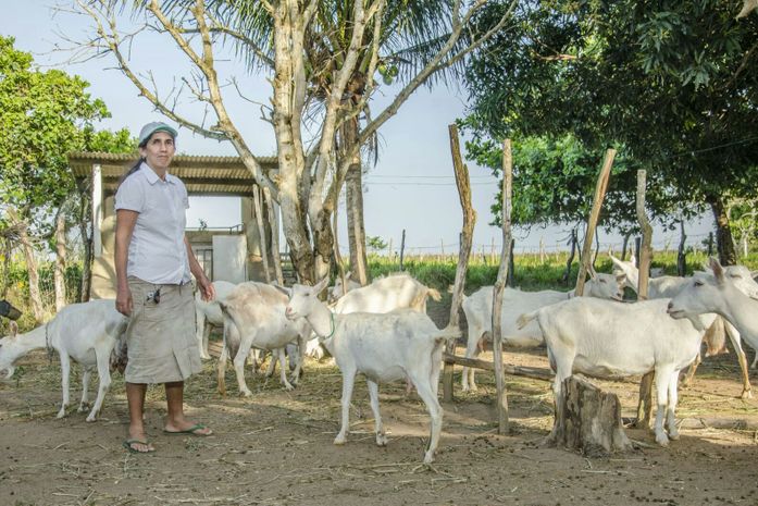 Criação de cabras em Limoeiro de Anadia é considerada modelo em Alagoas