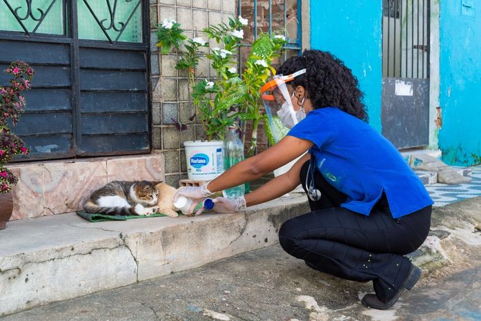 Programa de Apoio aos Animais já realizou mais de cinco mil atendimentos e lança canal de adoção online