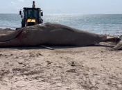 Baleia Jubarte encontrada morta em praia de Maceió é levada ao aterro sanitário 