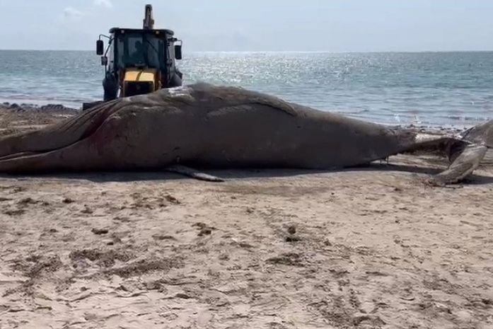 Baleia Jubarte encontrada morta em praia de Maceió é levada ao aterro sanitário