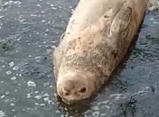 Elefante-marinho chega na praia de Ponta Verde; população é orientada a manter distância do animal 