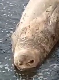 Elefante-marinho chega na praia de Ponta Verde; população é orientada a manter distância do animal 