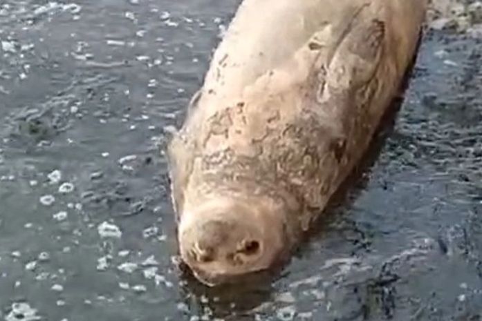 Elefante-marinho chega na praia de Ponta Verde; população é orientada a manter distância do animal
