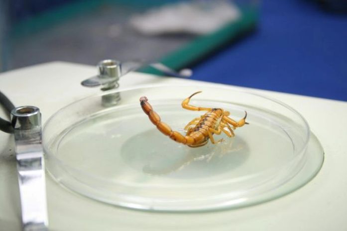 Alagoas registrou mais de 14 mil acidentes com escorpiões em 2024