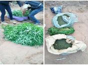 Maconha apreendida