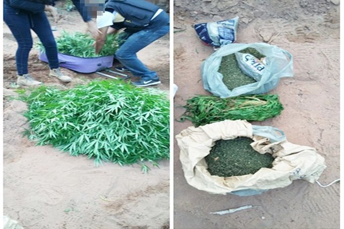 Maconha apreendida