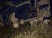 Após pneu estourar, caminhão com carga de galinhas capota e sai da pista na AL-115 
