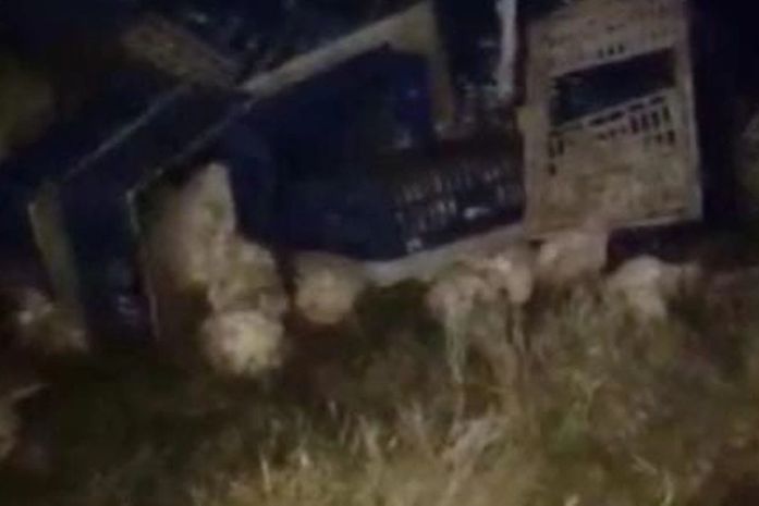 Após pneu estourar, caminhão com carga de galinhas capota e sai da pista na AL-115 
