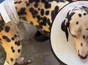 Cadela sofre queimaduras após homem incendiar casa da tutora em Maceió