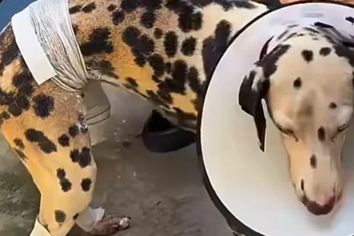 Cadela sofre queimaduras após homem incendiar casa da tutora em Maceió