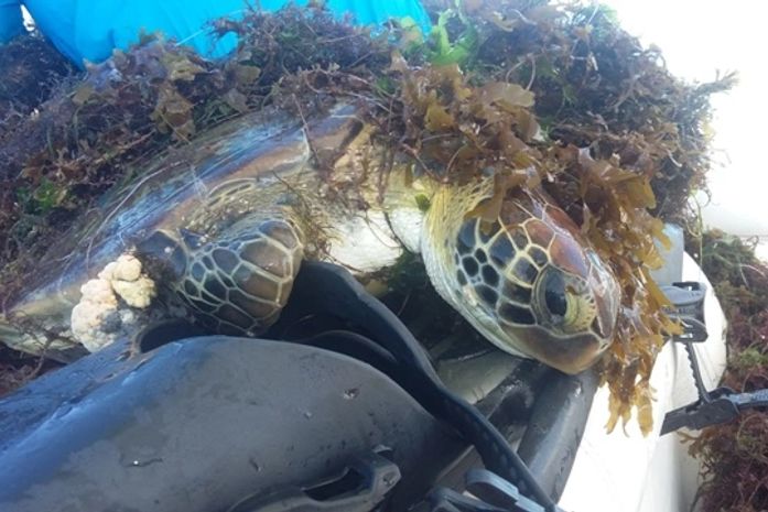 Equipe do IMA encontra tartarugas presas em redes e mortas na enseada da Pajuçara