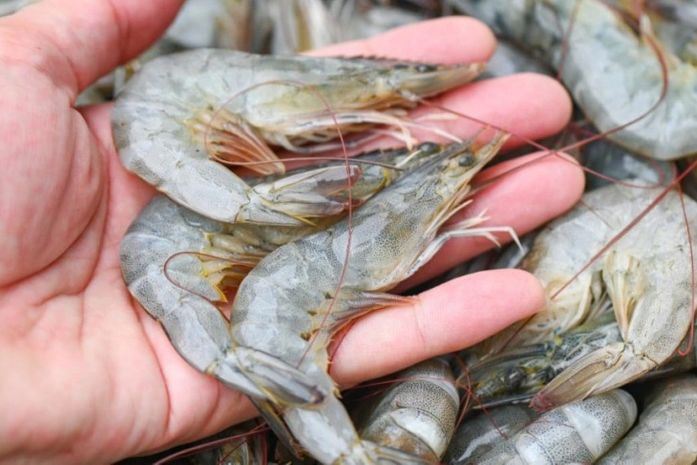 Coité do Nóia impulsiona produção de camarão e transforma vidas no semiárido alagoano