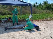 Boto-cinza é encontrado morto em praia do litoral norte de Alagoas 
