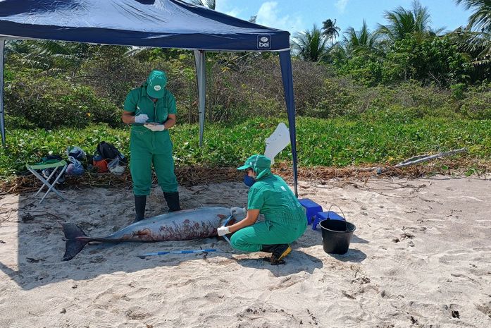 Boto-cinza é encontrado morto em praia do litoral norte de Alagoas 