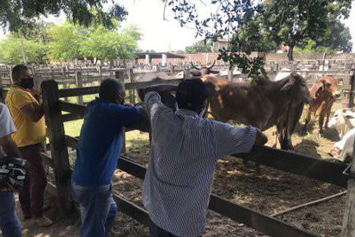 Feira do Gado de Palmeira voltará a funcionar na segunda-feira (12)