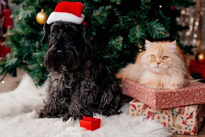 Veterinária orienta como incluir seus pets nas festas de fim de ano