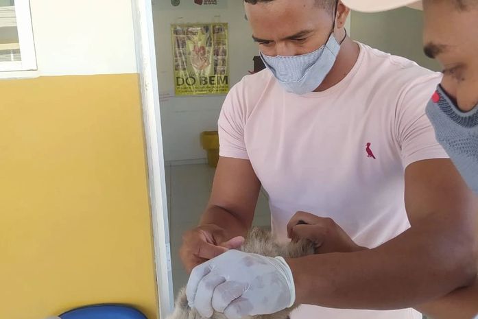 Campanha da Vacinação Antirrábica em Delmiro Gouveia, imuniza mais de 7 mil animais